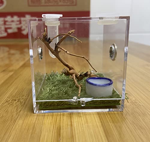 AWXZOM Spider Terrarium, Acrylic Reptile Breeding Box Jumping Spider Enclosure with Dropper Tongs Snail cage, Cricket Enclosure arboreal Tarantula Habitat