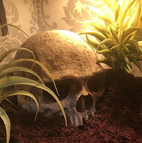 AWXZOM Dinosaur Skull Hideouts + Human Skull Decoration Reptiles hideouts Decorations, Fish Tank Decor, Bearded Dragon Tank Decor, Fish Aquarium Decor, arboreal Tarantula Decor, Snake Hide Decor