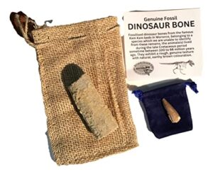 genuine fossil dinosaur bone & genuine fossil spinosaurus dinosaur tooth by dinosaurs rock