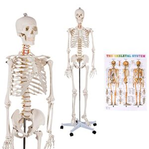 goflame human skeleton model for anatomy, 70.8” life size skeleton model with nervous system and rolling stand for medical study, anatomical skeleton with movable arms and legs, dust cover & poster