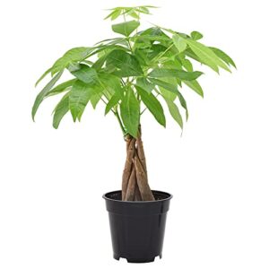 money tree live indoor plant in 4 in. plastic grower pot ***cannot ship to hawaii***