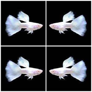 d&a tropical live fish - abino platinum guppy live fish, female and male guppies live fish for aquariums, live fish freshwater (1 trio (1 male,2 female))