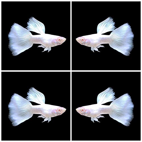 D&A Tropical Live Fish - ABINO Platinum Guppy Live Fish, Female and Male Guppies Live Fish for Aquariums, Live Fish Freshwater (1 Trio (1 Male,2 Female))