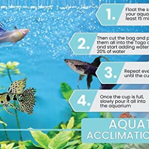 D&A Tropical Live Fish - ABINO Platinum Guppy Live Fish, Female and Male Guppies Live Fish for Aquariums, Live Fish Freshwater (1 Trio (1 Male,2 Female))