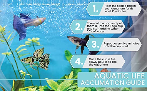 D&A Tropical Live Fish - ABINO Platinum Guppy Live Fish, Female and Male Guppies Live Fish for Aquariums, Live Fish Freshwater (1 Trio (1 Male,2 Female))