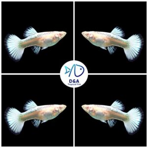 D&A Tropical Live Fish - ABINO Platinum Guppy Live Fish, Female and Male Guppies Live Fish for Aquariums, Live Fish Freshwater (1 Trio (1 Male,2 Female))