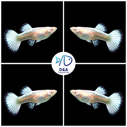 D&A Tropical Live Fish - ABINO Platinum Guppy Live Fish, Female and Male Guppies Live Fish for Aquariums, Live Fish Freshwater (1 Trio (1 Male,2 Female))