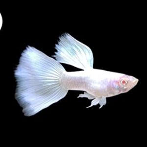 D&A Tropical Live Fish - ABINO Platinum Guppy Live Fish, Female and Male Guppies Live Fish for Aquariums, Live Fish Freshwater (1 Trio (1 Male,2 Female))