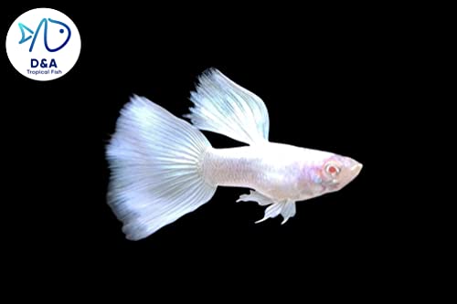 D&A Tropical Live Fish - ABINO Platinum Guppy Live Fish, Female and Male Guppies Live Fish for Aquariums, Live Fish Freshwater (1 Trio (1 Male,2 Female))