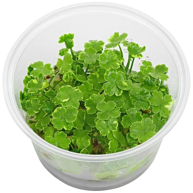 Tissue Culture Live Aquarium Plants | in Vitro Freshwater Aquatic Plants for Small Aquariums and Foreground (Dwarf Pennywort)