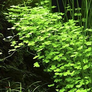 Tissue Culture Live Aquarium Plants | in Vitro Freshwater Aquatic Plants for Small Aquariums and Foreground (Dwarf Pennywort)