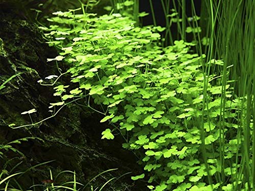 Tissue Culture Live Aquarium Plants | in Vitro Freshwater Aquatic Plants for Small Aquariums and Foreground (Dwarf Pennywort)