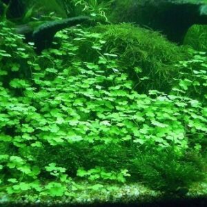 Tissue Culture Live Aquarium Plants | in Vitro Freshwater Aquatic Plants for Small Aquariums and Foreground (Dwarf Pennywort)