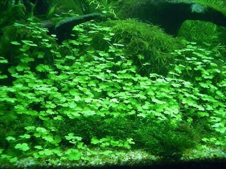 Tissue Culture Live Aquarium Plants | in Vitro Freshwater Aquatic Plants for Small Aquariums and Foreground (Dwarf Pennywort)