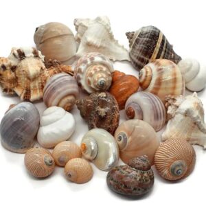 18 Natural Hermit Crab Shells 1"- 3" Opening 0.8"-1.5" Hermit Crab Supplies Pearl Turbo Seashell for Décor