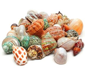 18 natural hermit crab shells 1"- 3" opening 0.8"-1.5" hermit crab supplies pearl turbo seashell for décor