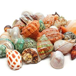 18 Natural Hermit Crab Shells 1"- 3" Opening 0.8"-1.5" Hermit Crab Supplies Pearl Turbo Seashell for Décor
