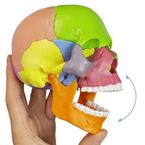 HADWYN New Update Anatomy Skull Model,15-Parts Puzzle Colorful Medical Skull Model for Kids,Human Anatomy Exploded Skull Detachable Medical Dental Clinic Teaching Equipment,with Detailed Color Manual