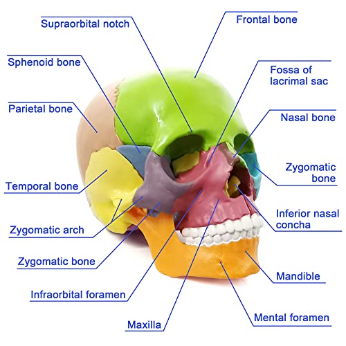 HADWYN New Update Anatomy Skull Model,15-Parts Puzzle Colorful Medical Skull Model for Kids,Human Anatomy Exploded Skull Detachable Medical Dental Clinic Teaching Equipment,with Detailed Color Manual