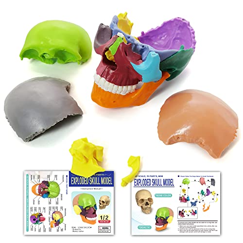 HADWYN New Update Anatomy Skull Model,15-Parts Puzzle Colorful Medical Skull Model for Kids,Human Anatomy Exploded Skull Detachable Medical Dental Clinic Teaching Equipment,with Detailed Color Manual