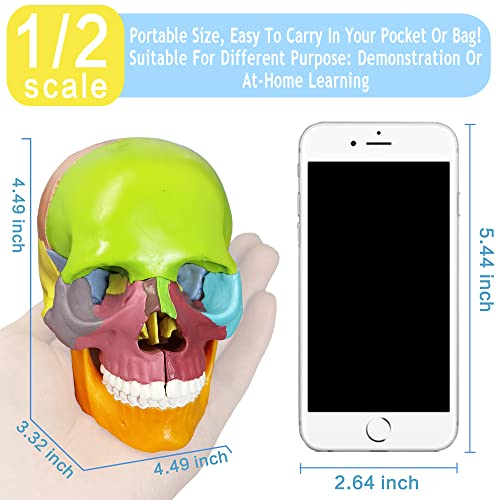 HADWYN New Update Anatomy Skull Model,15-Parts Puzzle Colorful Medical Skull Model for Kids,Human Anatomy Exploded Skull Detachable Medical Dental Clinic Teaching Equipment,with Detailed Color Manual