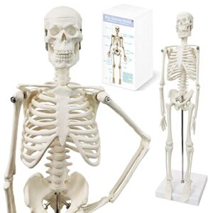 2024 new hadwyn scientific human body model for anatomy,human skeleton model,full body 17.7“ high with movable arms and legs bones structures,whole spine and ribs of the skeleton model are integrated