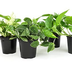 Altman Plants, Live Pothos Plants (4PK) Indoor Plants Live Houseplants, Pothos Live Plant House Plants Indoors Live Plants, Money Plant Indoor Pothos Plant Decor, Devils Ivy Trailing Plants Live