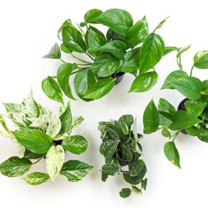 Altman Plants, Live Pothos Plants (4PK) Indoor Plants Live Houseplants, Pothos Live Plant House Plants Indoors Live Plants, Money Plant Indoor Pothos Plant Decor, Devils Ivy Trailing Plants Live