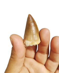 real mosasaur tooth fossil dinosaur tooth fossil dinosaur fang