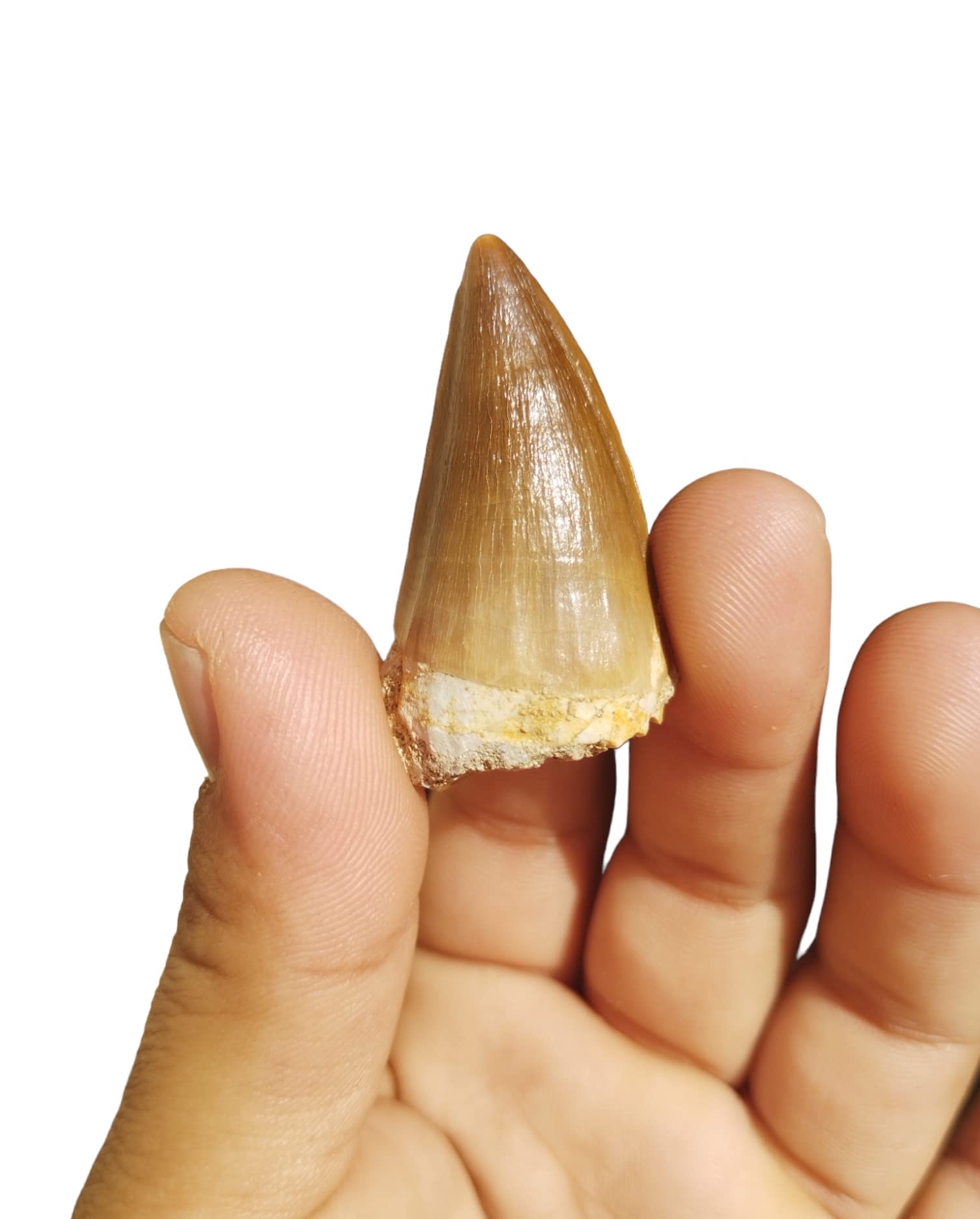 Real Mosasaur Tooth Fossil Dinosaur Tooth Fossil Dinosaur Fang