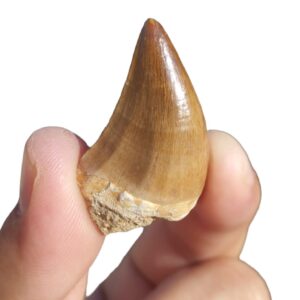 Real Mosasaur Tooth Fossil Dinosaur Tooth Fossil Dinosaur Fang
