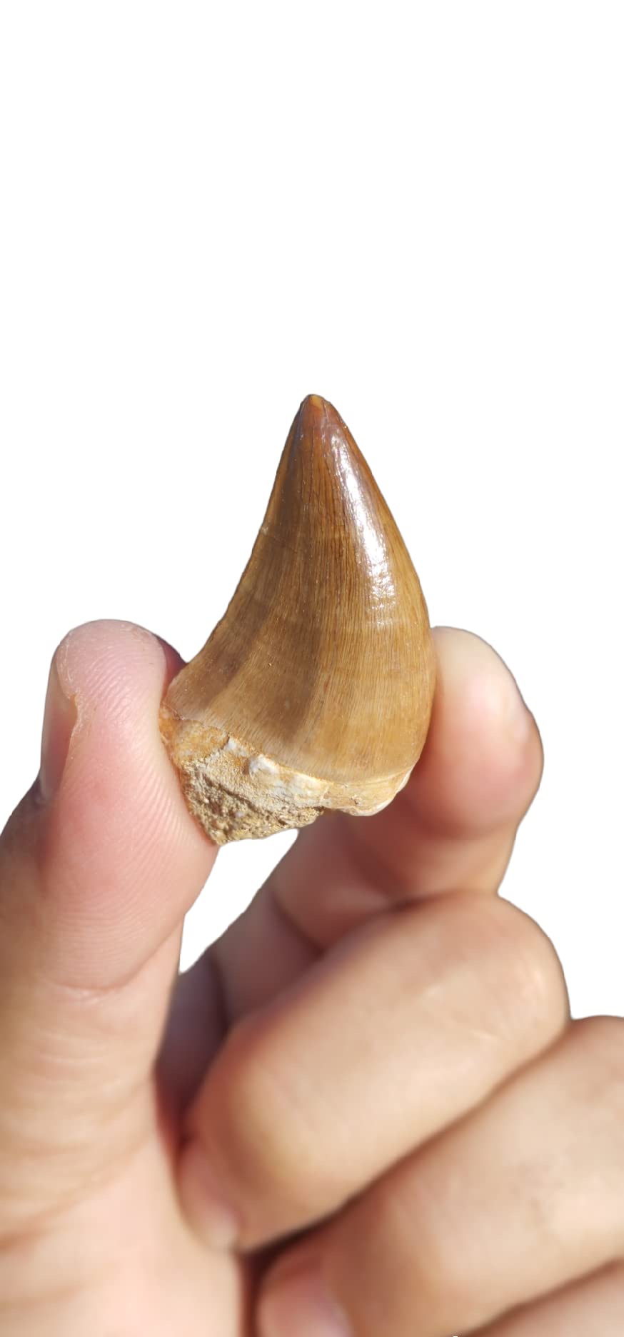 Real Mosasaur Tooth Fossil Dinosaur Tooth Fossil Dinosaur Fang