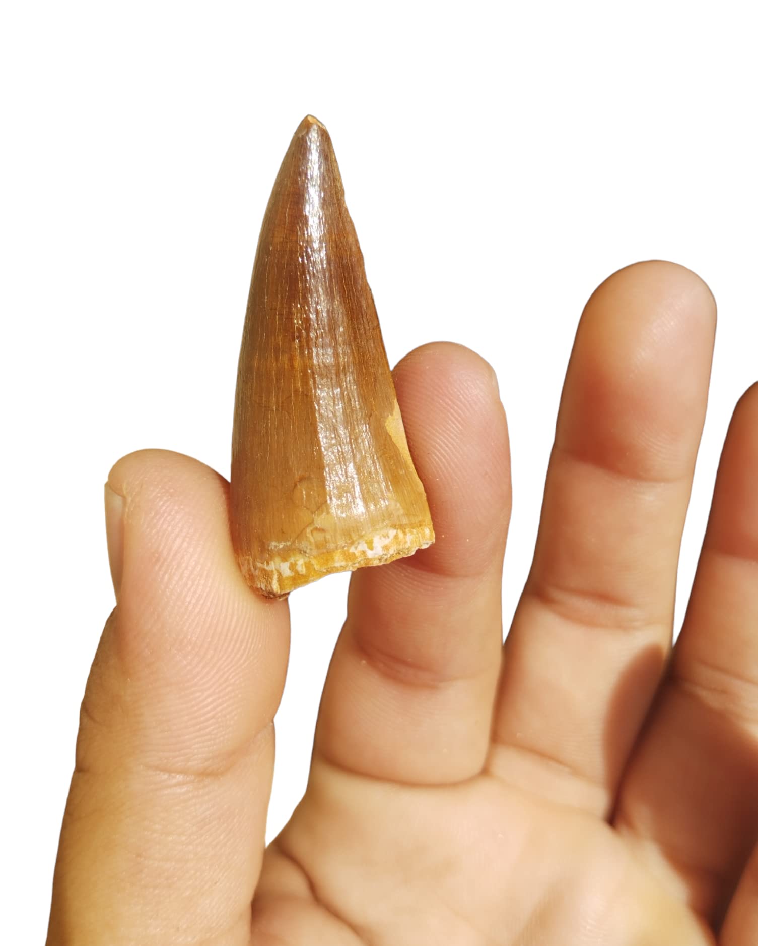 Real Mosasaur Tooth Fossil Dinosaur Tooth Fossil Dinosaur Fang