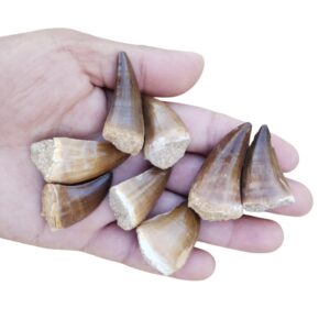 Real Mosasaur Tooth Fossil Dinosaur Tooth Fossil Dinosaur Fang