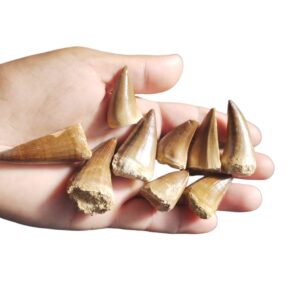 Real Mosasaur Tooth Fossil Dinosaur Tooth Fossil Dinosaur Fang
