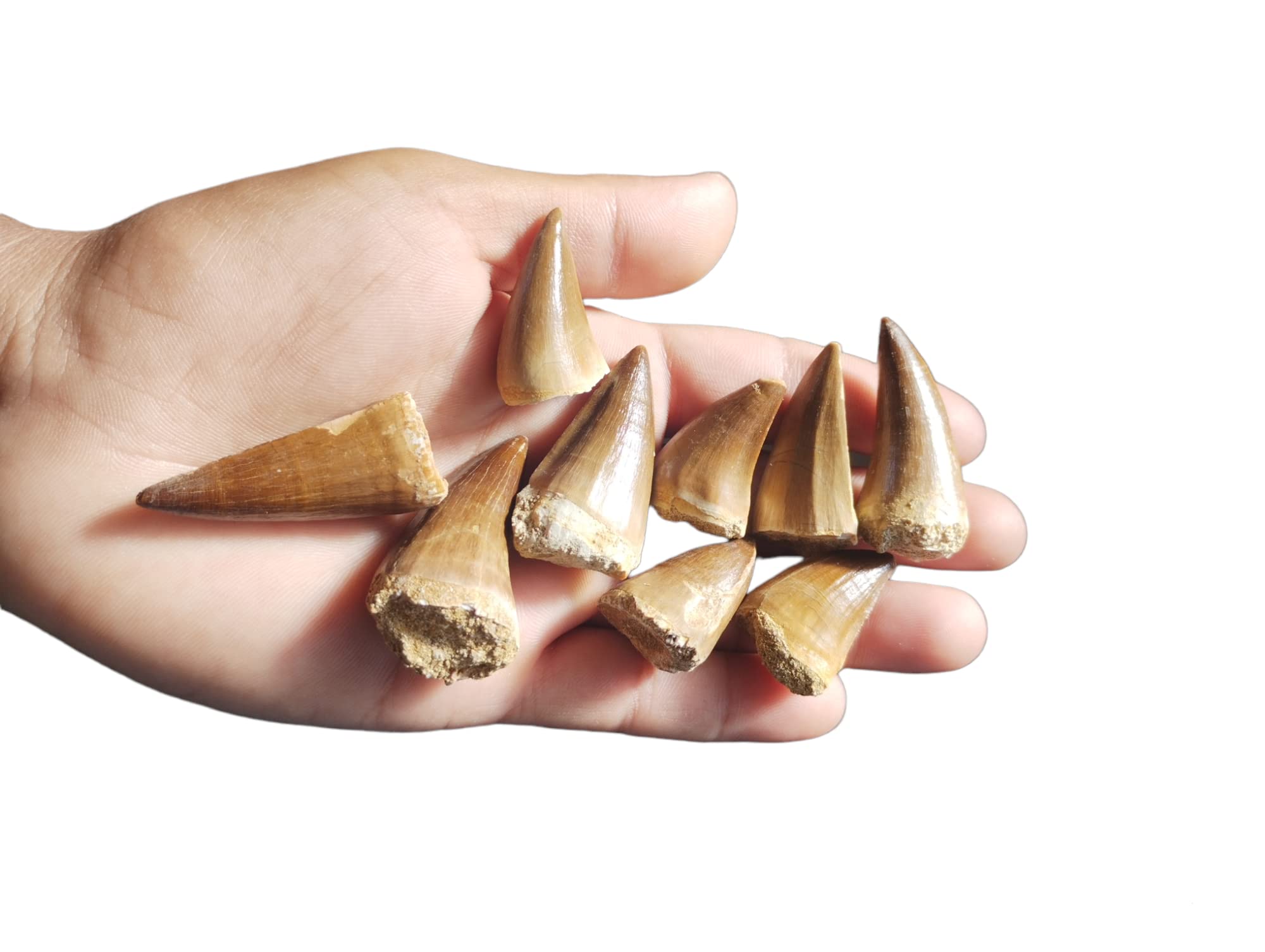 Real Mosasaur Tooth Fossil Dinosaur Tooth Fossil Dinosaur Fang