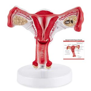 winyousk life-size uterus and ovary model, anatomical model of female reproductive organs, showing uterus, ovaries, vagina, school teaching demonstration, medical research model