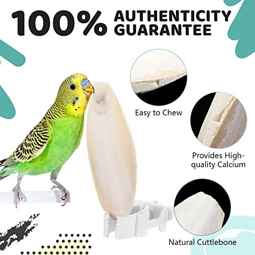 40 Pcs Cuddle Bone Cuttlefish Bone 3.0" to 3.5" Cuttlebone for Birds with 1 Parakeet Cuttlebone Holder Bird Cage Food Clip, Parakeet Toys Chew Toy for Birds Parrots Cockatiels Budgie Snails Reptiles