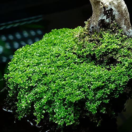 SubstrateSource Dwarf Baby Tears Hemianthus Callitrichoides Live Aquarium Plant Tissue Culture Cup - 100% Snail Free in Vitro (Dwarf Baby Tears)