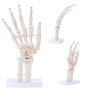annwah hand skeleton model - medical human finger bone made of pvc posable hand showing ulna and radius for research and learning