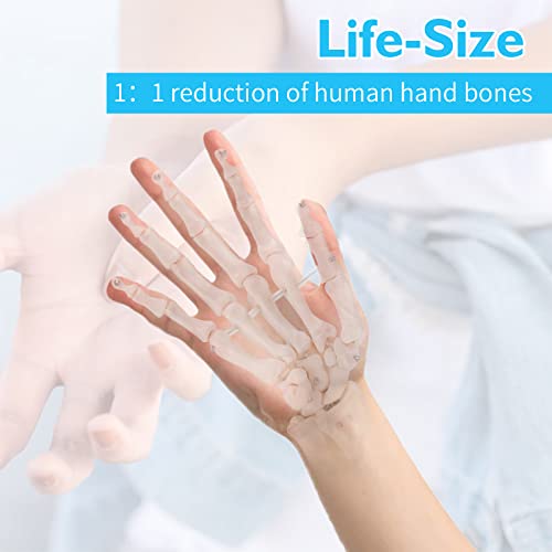 ANNWAH Hand Skeleton Model - Medical Human Finger Bone Made of PVC Posable Hand Showing Ulna and Radius for Research and Learning