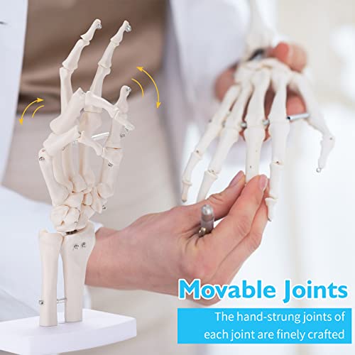 ANNWAH Hand Skeleton Model - Medical Human Finger Bone Made of PVC Posable Hand Showing Ulna and Radius for Research and Learning