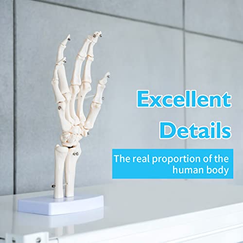 ANNWAH Hand Skeleton Model - Medical Human Finger Bone Made of PVC Posable Hand Showing Ulna and Radius for Research and Learning