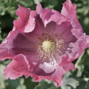 Poppies Exotic Strains of Poppy Seeds "The Giant" (500 Seeds) Papaver Somniferum