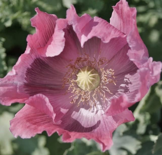 Poppies Exotic Strains of Poppy Seeds "The Giant" (500 Seeds) Papaver Somniferum