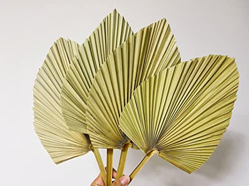 4PCS Pale Yellow Natural Dried Palm Leaves, 16"x8" Dried Palm，WAMPAR Hand-cut Heart-shaped Dried Palm Spear Bohe Decoration, Suitable for Bohe Wedding, House Party Decoration, DIY Flower Decoration