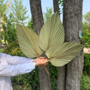 4PCS Pale Yellow Natural Dried Palm Leaves, 16"x8" Dried Palm，WAMPAR Hand-cut Heart-shaped Dried Palm Spear Bohe Decoration, Suitable for Bohe Wedding, House Party Decoration, DIY Flower Decoration