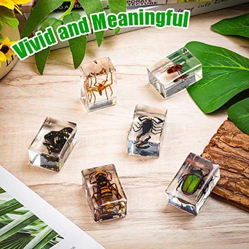 6 Styles Insect in Resin Specimen, Bugs Collection Paperweights Animal Specimen for Kids Bug Preserved in Resin for Scientific Education Office Desk Christmas Display Supplies