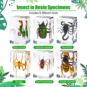 6 Styles Insect in Resin Specimen, Bugs Collection Paperweights Animal Specimen for Kids Bug Preserved in Resin for Scientific Education Office Desk Christmas Display Supplies