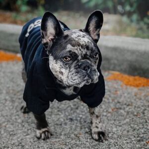 Dog Hoodie,Comfortable, Soft and Breathable Fashion Dog Sweatshirt,Trendy Dog Hoodie Face,for Small, Medium and Large Dogs (Black, X-Large(Chest: 23'', Back: 15''))